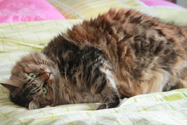 Dianna