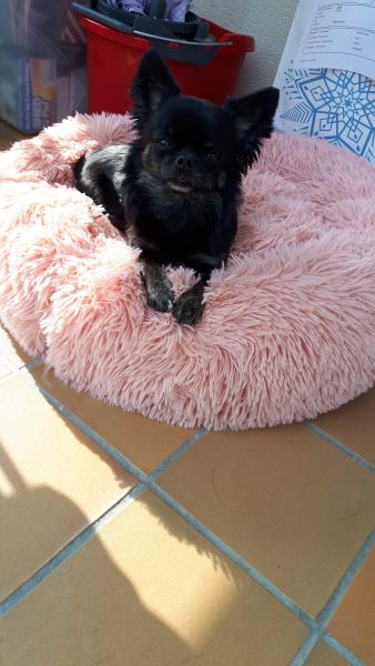 Camille