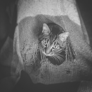 Amelie