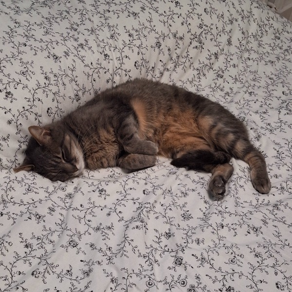 Lola