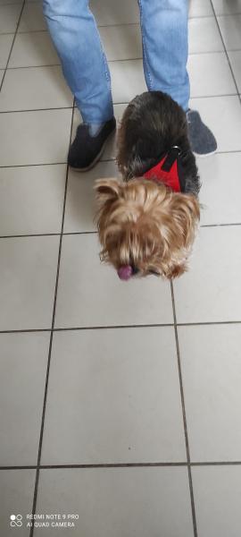 Sophie