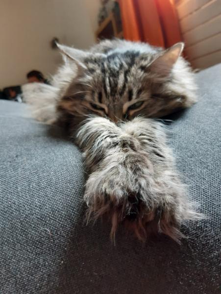 Sonja