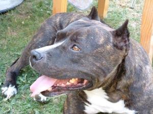 sebastien