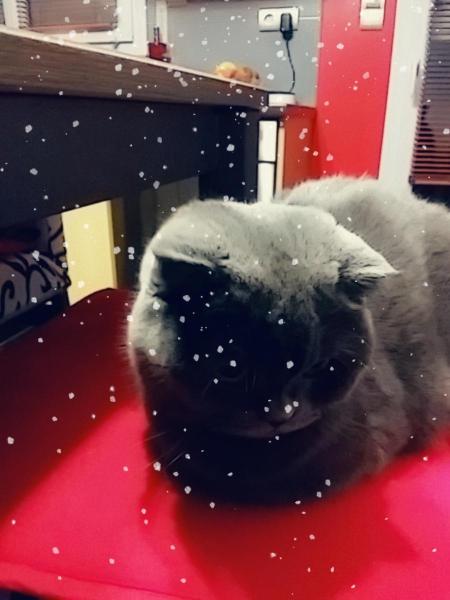 Sylvie