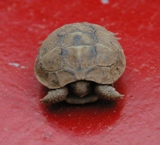 Martine