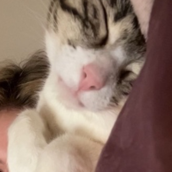 Stella