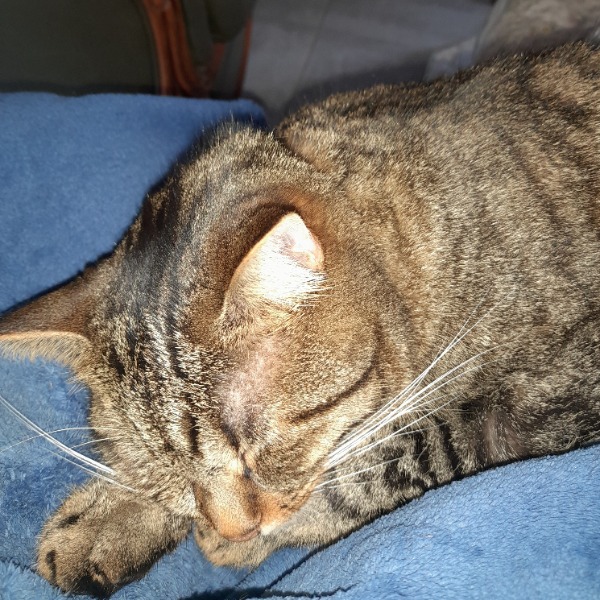 elodie