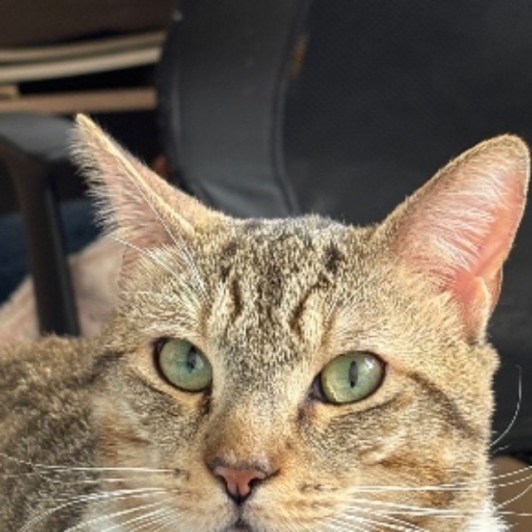 Ofelia