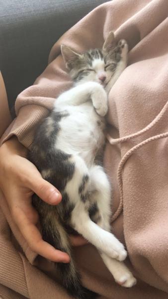 Eglantine
