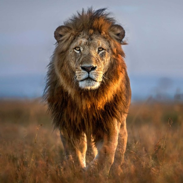 Yakari