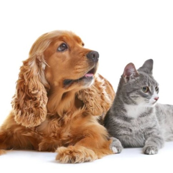 Petsitter