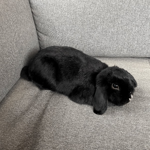 Lola