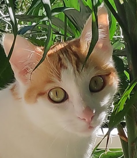 Bruno