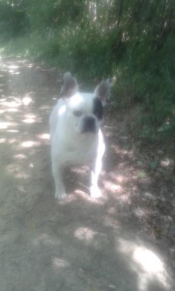 coralie