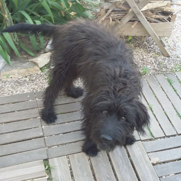 elisa