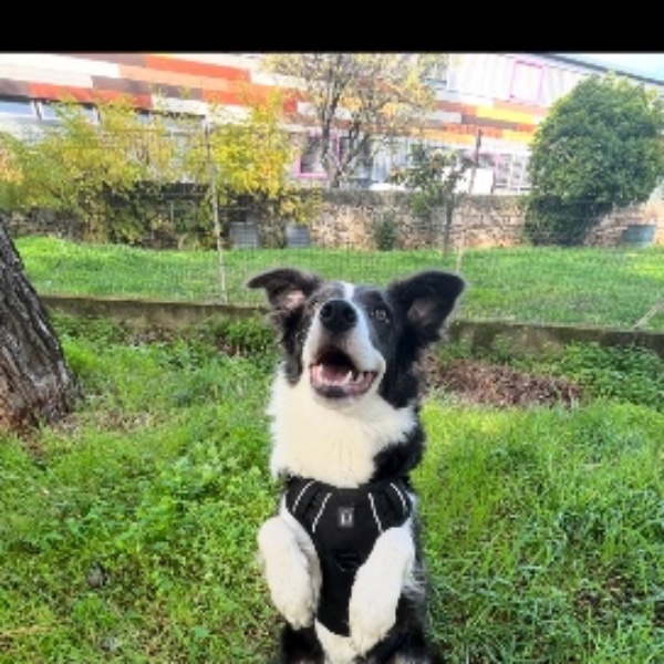 amelia