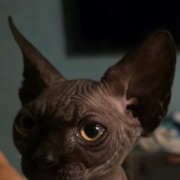 Guy