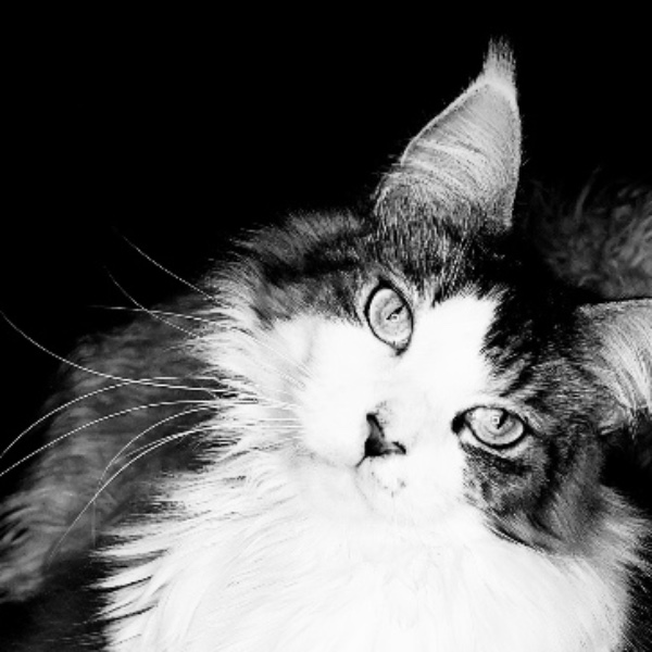 Mia