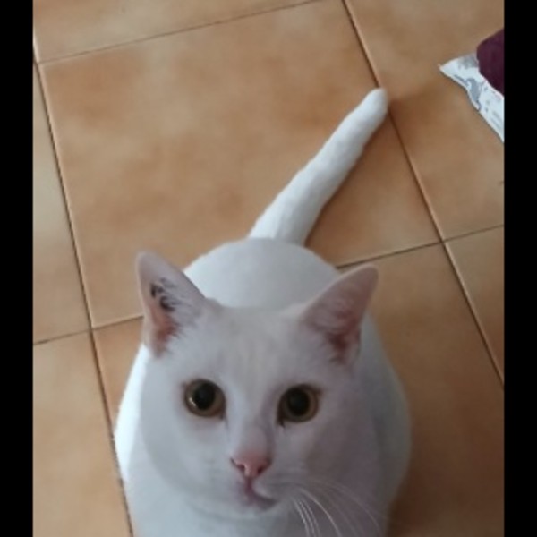 Claudia