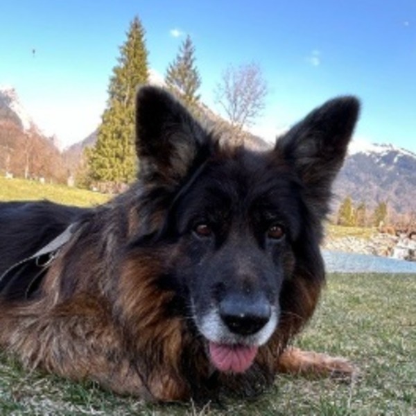 Morgane