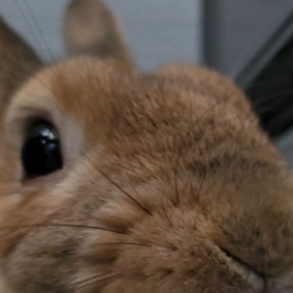 Voirin