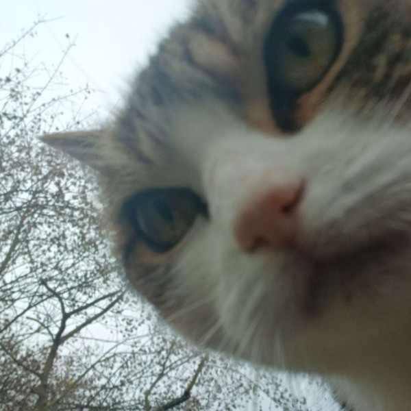 Maëlys